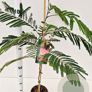 Albizia julibr. Tropical Dream 60-80 cm 3,0L