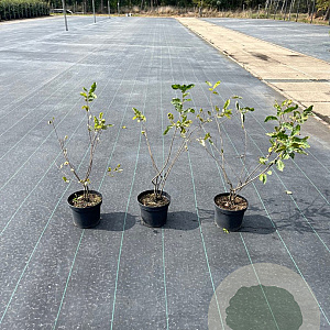 Amelanchier lamarckii 40-60 cm 5,0L