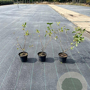 Amelanchier lamarckii 40-60 cm 5,0L