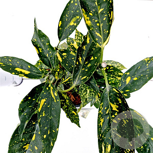 Aucuba jap. 'Crotonifolia' 20-30 cm 2,5L