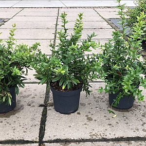 Berberis julianae 30-50 cm 7,5L