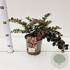Berberis media 'Red Jewel' 25-30 cm 2,5L