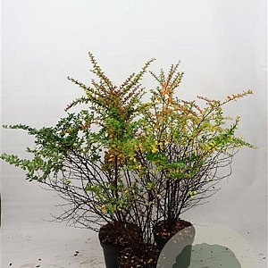 Berberis thunbergii 60-80 cm 7,5L