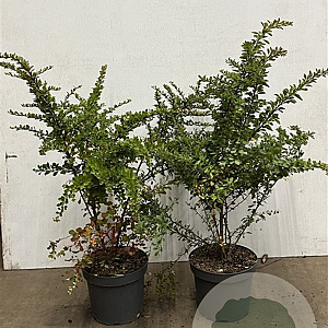 Berberis thunbergii 60-80 cm 7,5L