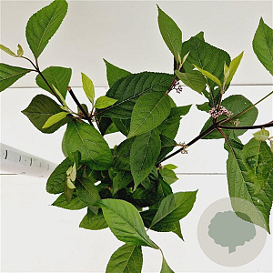 Callicarpa bod. 'Profusion' 30-40 cm 2,5L