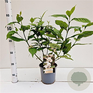 Callicarpa jap. 'Leucocarpa' 30-40 cm 2,5L