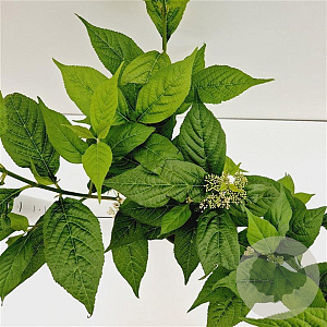 Callicarpa jap. 'Leucocarpa' 30-40 cm 2,5L
