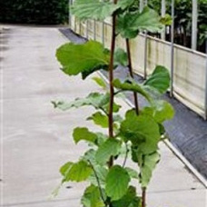 Corylus avellana 125-150 cm 50L