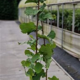 Corylus avellana 125-150 cm 50L