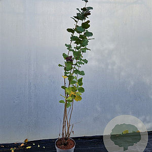 Corylus m. 'Purpurea' 170-200 cm 10L