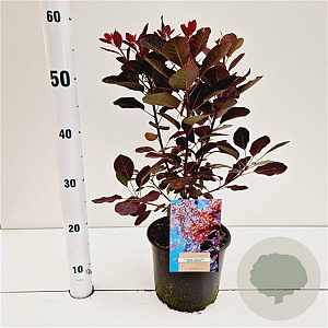 Cotinus cog. 'Royal Purple' 40-50 cm 3,0L