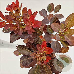 Cotinus cog. 'Royal Purple' 40-50 cm 3,0L