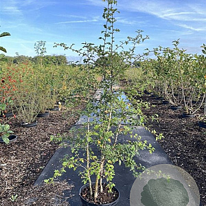 Crataegus monogyna 80-100 cm 7,5L