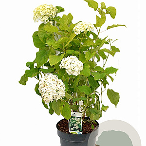 Hydrangea a. 'Annabelle' 40-60 cm 5,0L