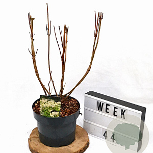 Hydrangea a. 'Annabelle' 40-60 cm 5,0L