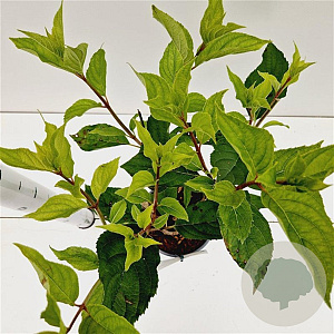 Hydrangea pan. 'Phantom' 30-40 cm 2,5L