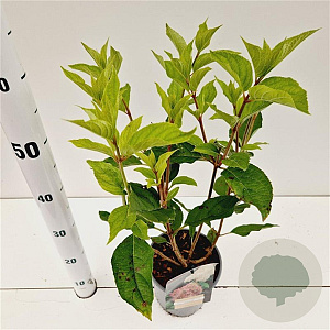 Hydrangea pan. 'Phantom' 30-40 cm 2,5L