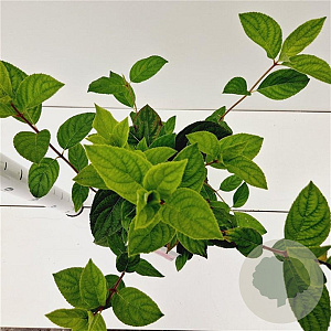 Hydrangea pan. 'Pink Diamond' 30-40 cm 2,5L