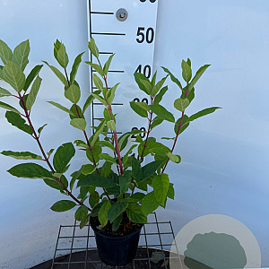 Hydrangea pan. 'Pink Diamond' 30-40 cm 2,5L