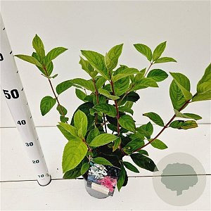 Hydrangea pan. 'Pink Diamond' 30-40 cm 2,5L