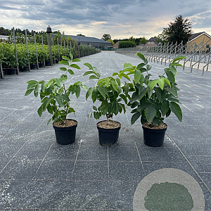 Juglans regia 40-60 cm 5,0L