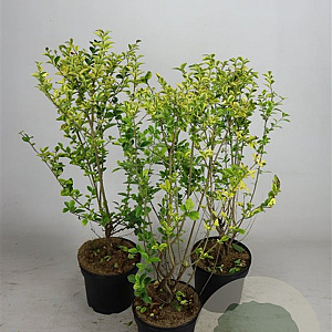 Ligustrum oval. 'Aureum' 60-80 cm 5,0L