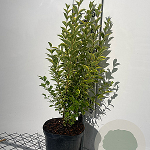 Ligustrum oval. 'Aureum' 60-80 cm 5,0L