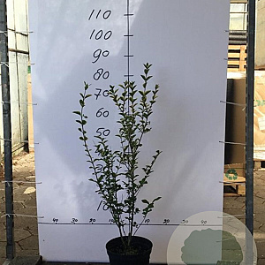 Ligustrum oval. 'Aureum' 60-80 cm 5,0L