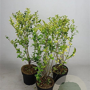 Ligustrum oval. 'Aureum' 60-80 cm 5,0L