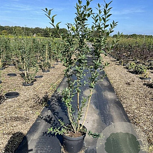 Ligustrum vulg. 'Atrovirens' 80-100 cm 7,5L
