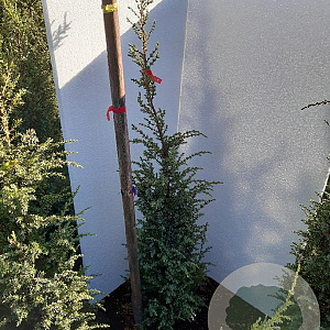 Juniperus comm. 'Hibernica' 60-80 cm met kluit