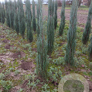 Juniperus s. 'Blue Arrow' 100-120 cm met kluit