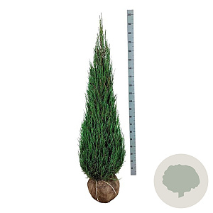 Juniperus s. 'Blue Arrow' 150-175 cm met kluit extra