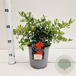 Pyracantha Red Cushion 30-40 cm 2,5L
