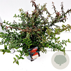 Pyracantha Red Cushion 30-40 cm 2,5L