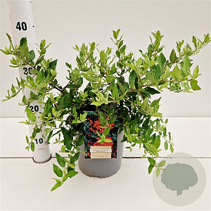 Pyracantha Red Cushion 30-40 cm 2,5L