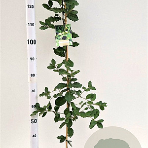 Quercus ilex 125-150 cm 3,5L