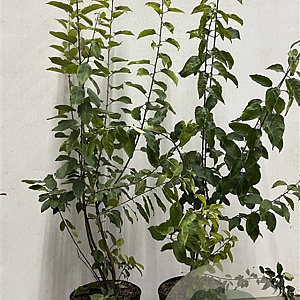 Rhamnus cathartica 80-100 cm 7,5L