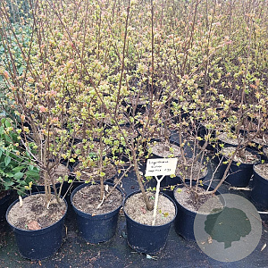 Lagerstroemia i. 'Rubra Magnifica' 80-100 cm 7,5L