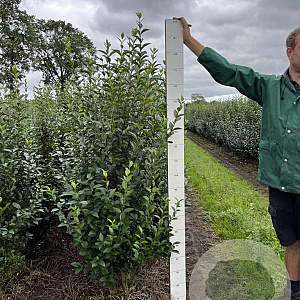 Ligustrum ovalifolium 160-180 cm met kluit
