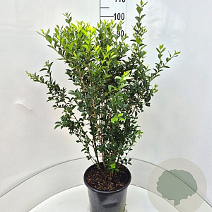 Ligustrum oval. 'Green Diamond' 80-100 cm 10L
