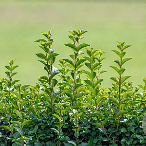 Ligustrum oval. 'Green Diamond' 150-175 cm 15L