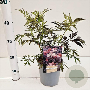 Sambucus nigra Black Lace 30-40 cm 2,5L
