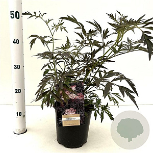 Sambucus nigra Black Lace 30-40 cm 2,5L