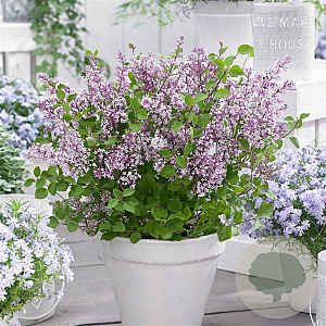 Syringa meyeri Flowerfesta Pink 40-50 cm 4,0L 3-4 tak