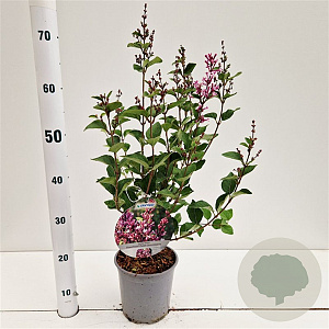Syringa meyeri Flowerfesta Purple 30-40 cm 2,5L