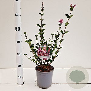 Syringa meyeri Flowerfesta Purple 30-40 cm 2,5L