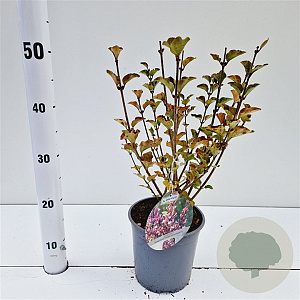 Syringa meyeri Flowerfesta Purple 30-40 cm 2,5L