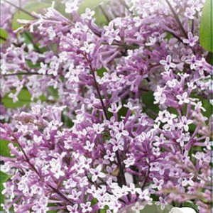 Syringa meyeri Flowerfesta Purple 30-40 cm 3,0L