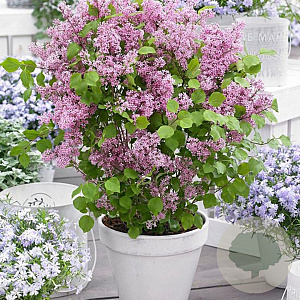 Syringa meyeri Flowerfesta Purple 30-40 cm 5,0L